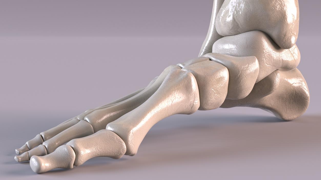 3D Medical Anatomical Human Skeleton Foot model