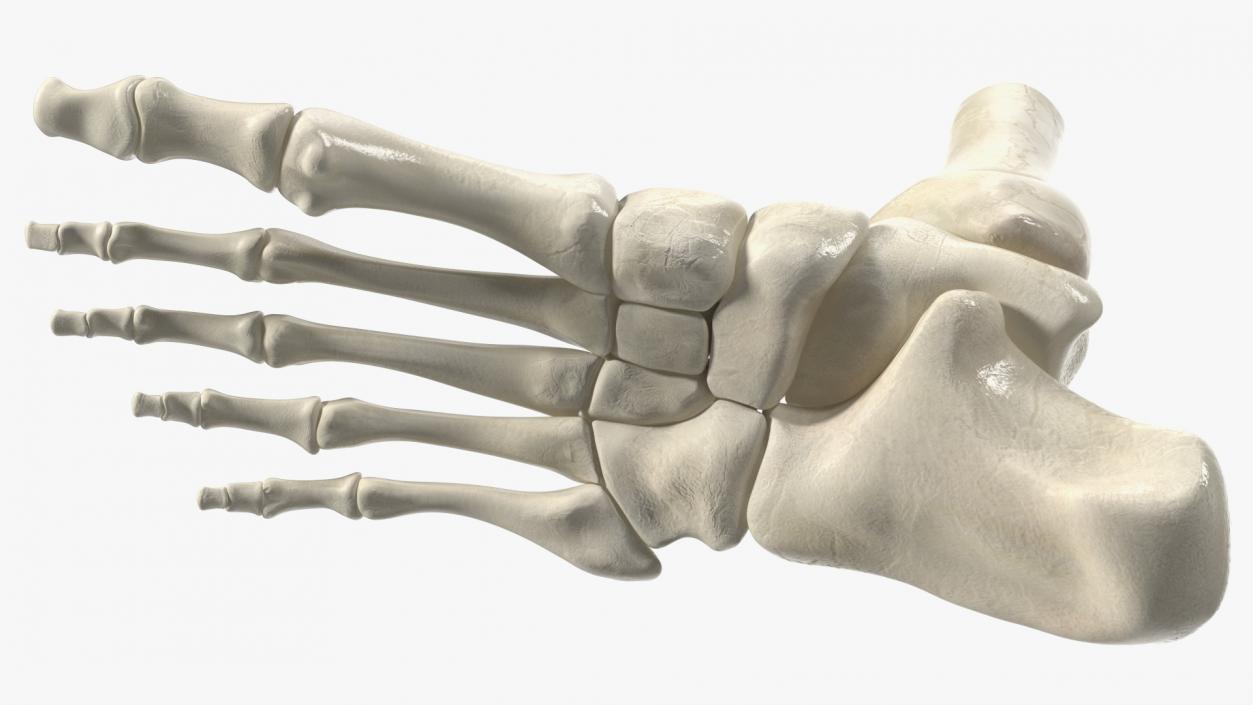 3D Medical Anatomical Human Skeleton Foot model