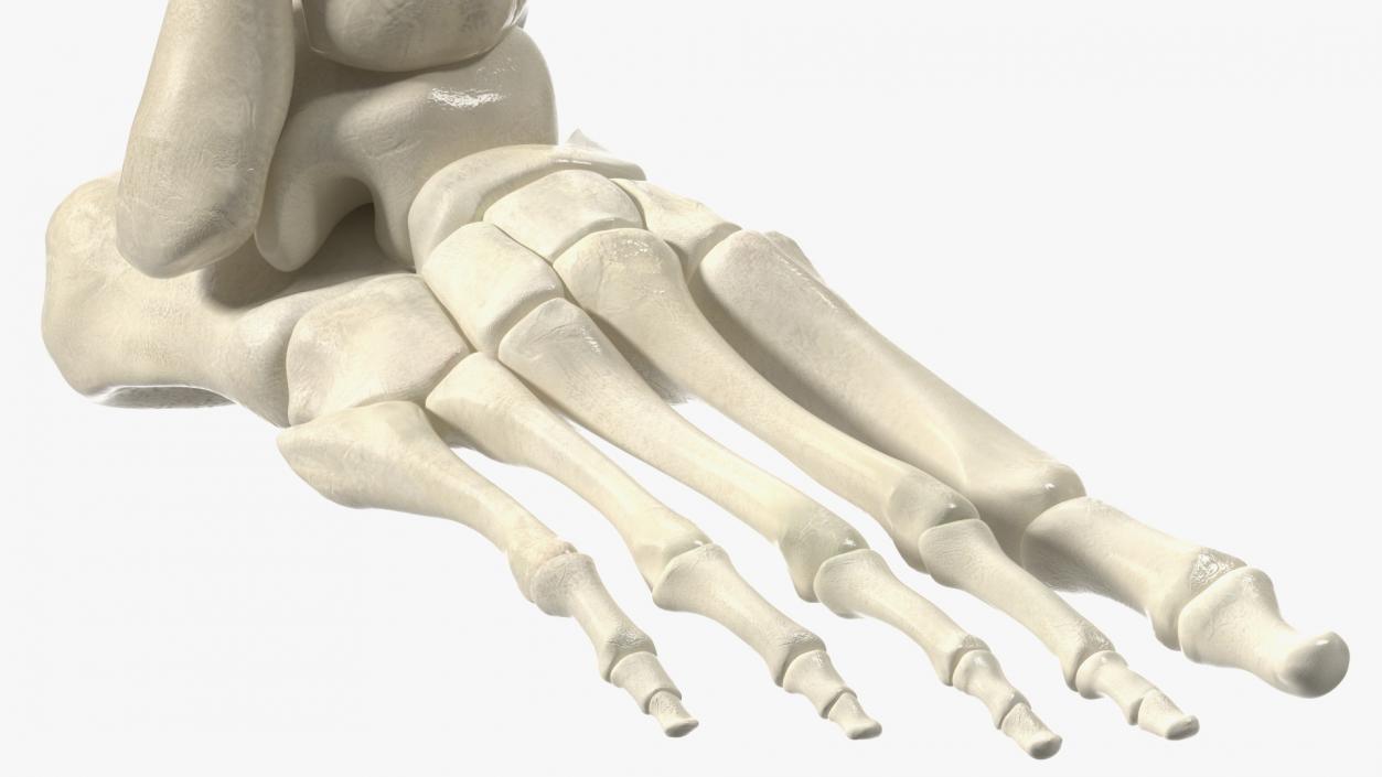 3D Medical Anatomical Human Skeleton Foot model