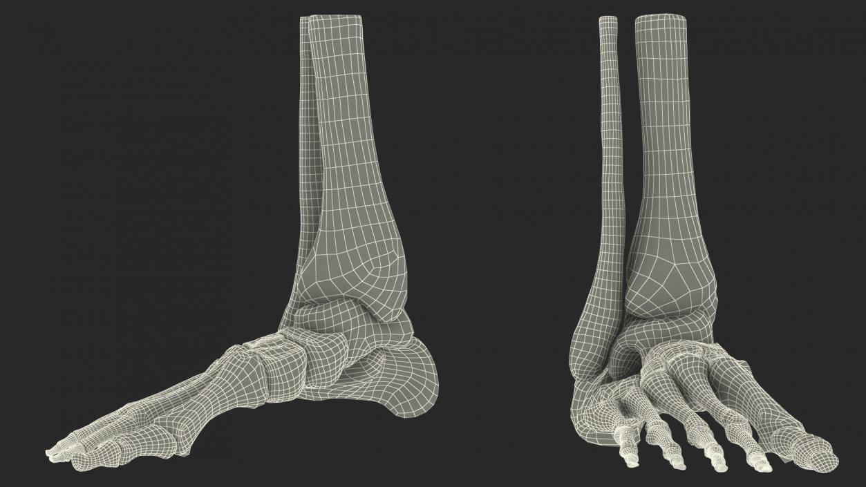 3D Medical Anatomical Human Skeleton Foot model