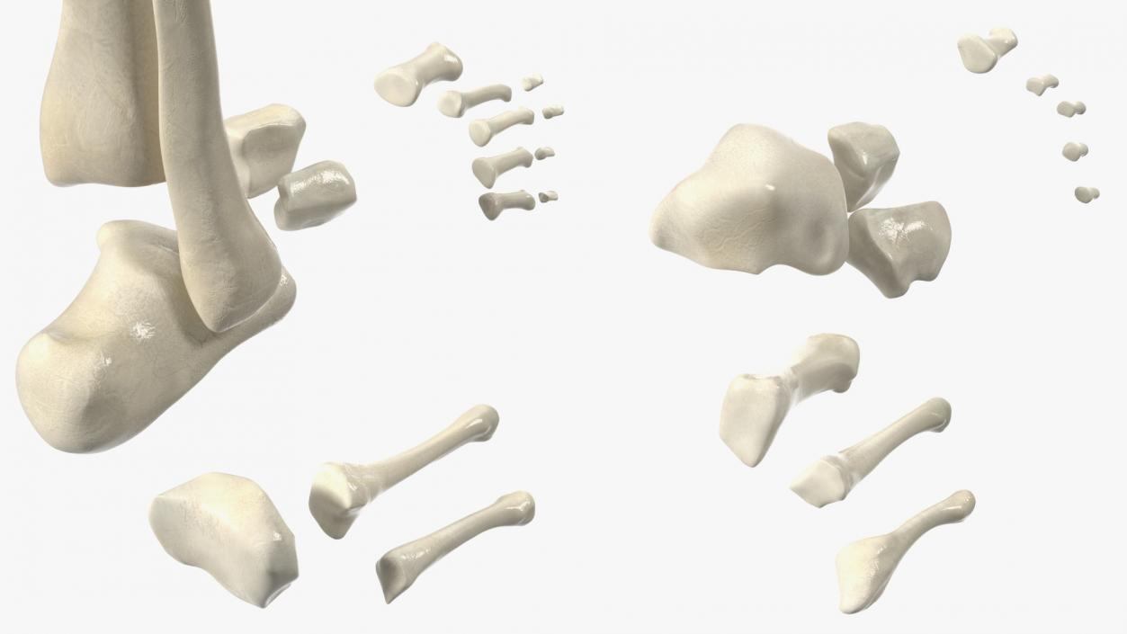 3D Medical Anatomical Human Skeleton Foot model