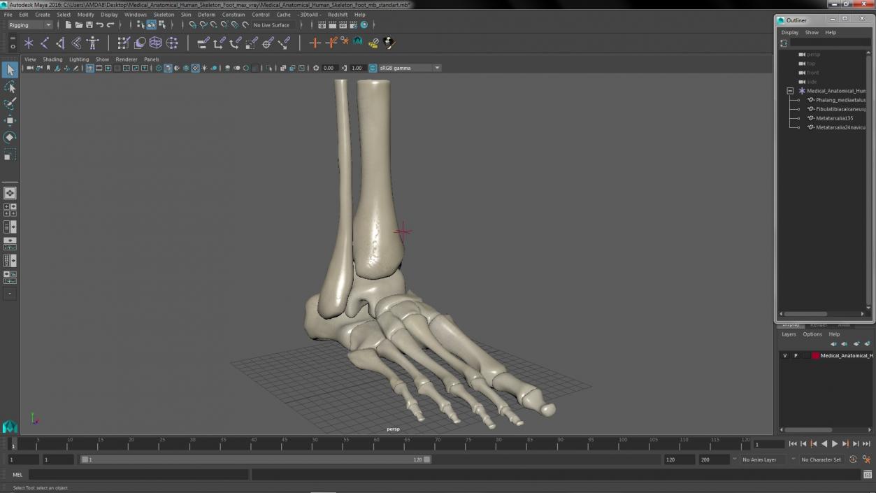 3D Medical Anatomical Human Skeleton Foot model