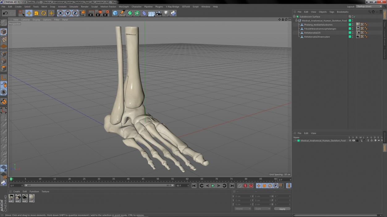 3D Medical Anatomical Human Skeleton Foot model