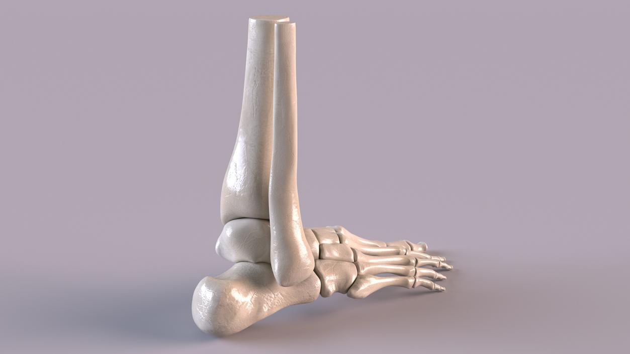 3D Medical Anatomical Human Skeleton Foot model