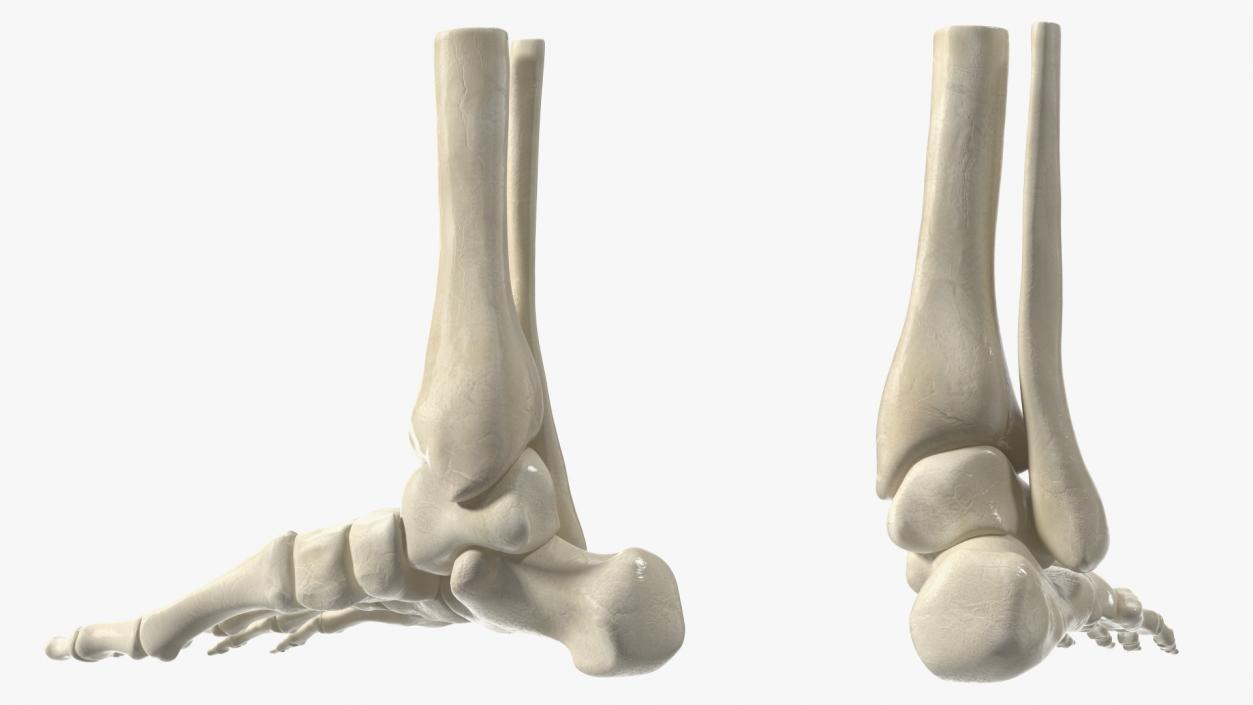 3D Medical Anatomical Human Skeleton Foot model