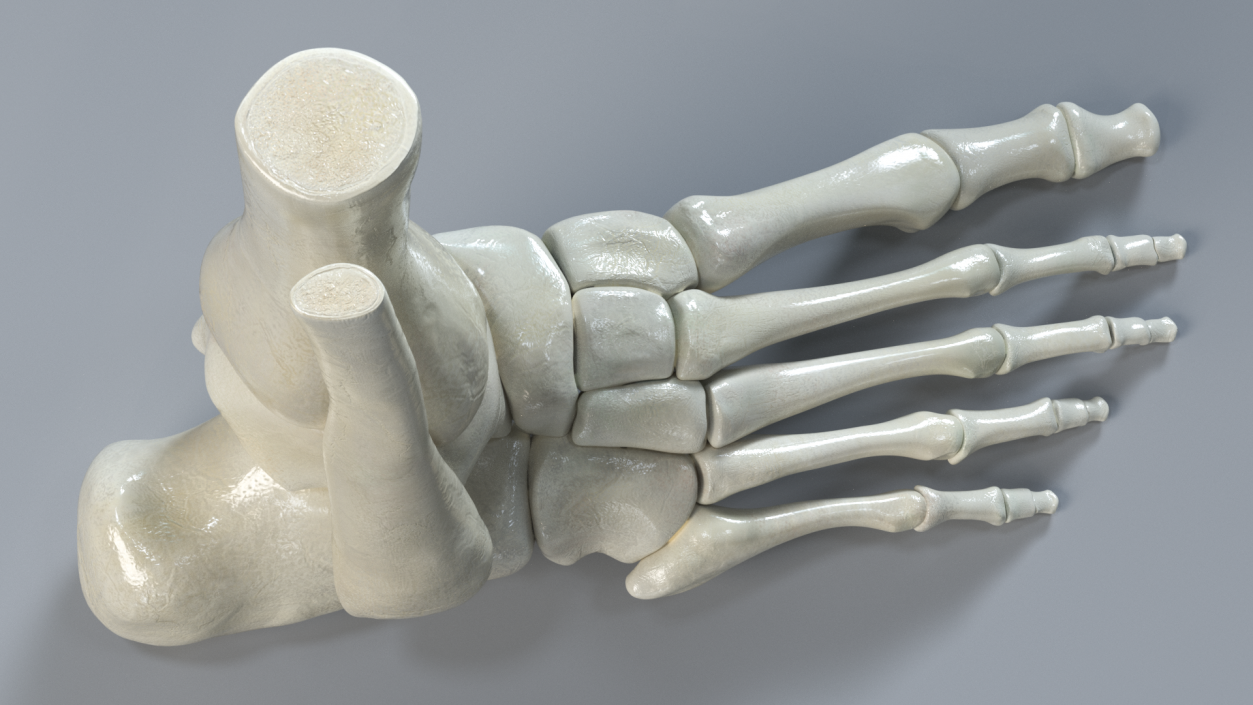 3D Medical Anatomical Human Skeleton Foot model