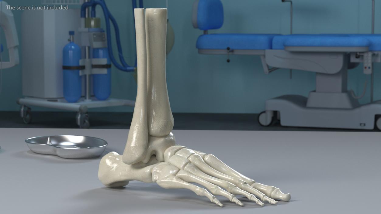 3D Medical Anatomical Human Skeleton Foot model