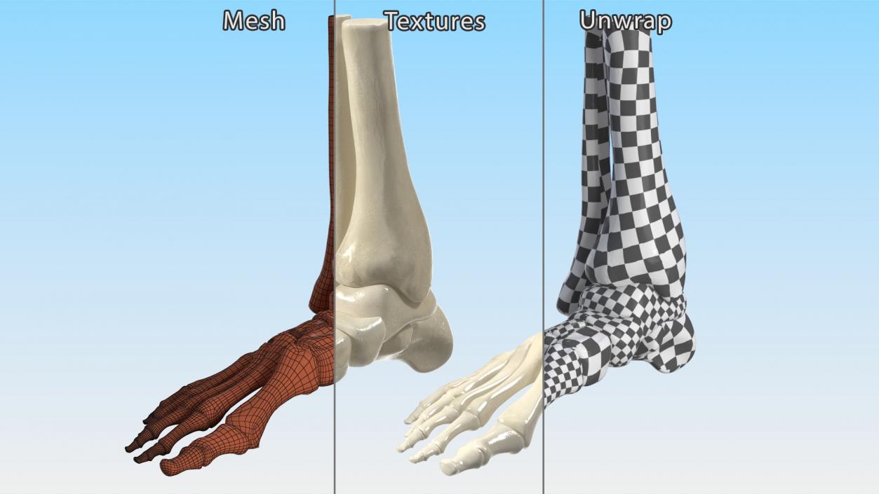 3D Medical Anatomical Human Skeleton Foot model