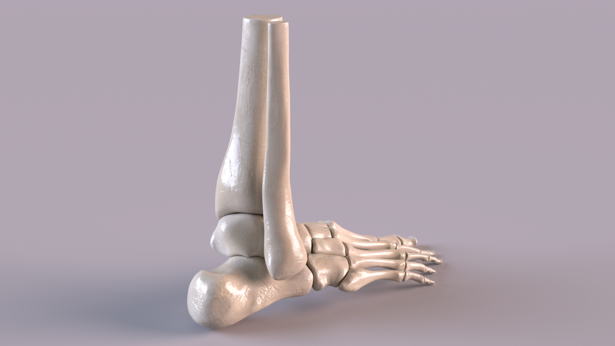 3D Medical Anatomical Human Skeleton Foot model