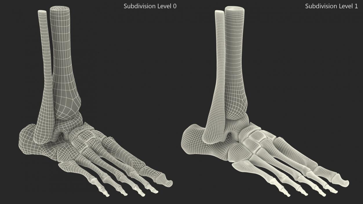 3D Medical Anatomical Human Skeleton Foot model