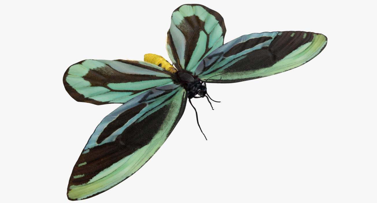 Ornithoptera Alexandrae Butterfly with Fur 3D