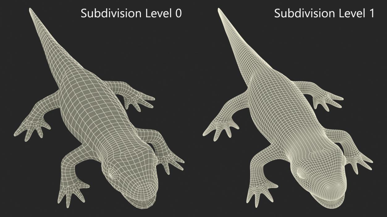 Pleurodeles Waltl 3D