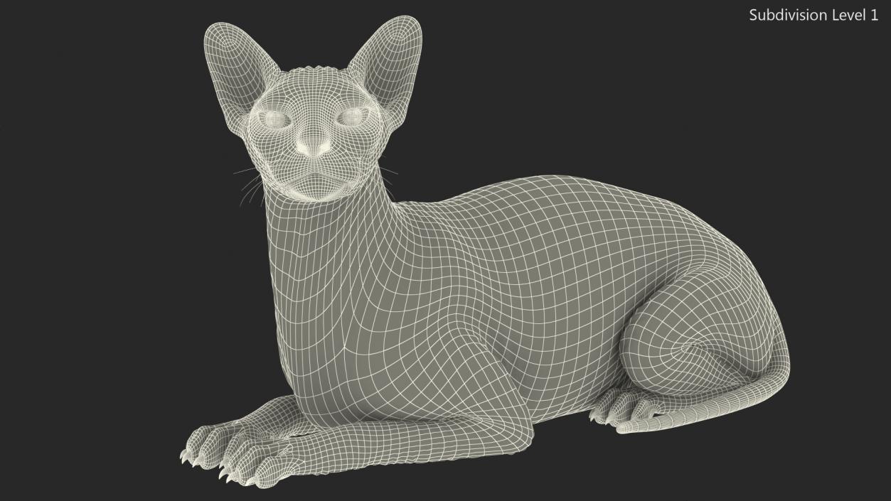 3D Cream White Sphynx Cat Lying Pose model