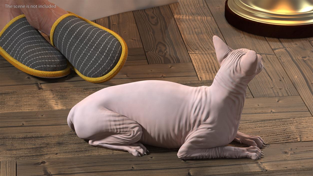 3D Cream White Sphynx Cat Lying Pose model