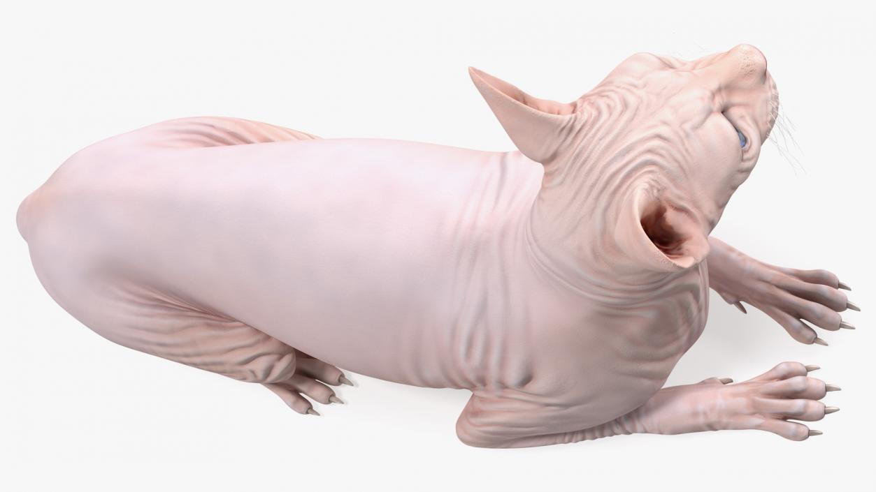 3D Cream White Sphynx Cat Lying Pose model