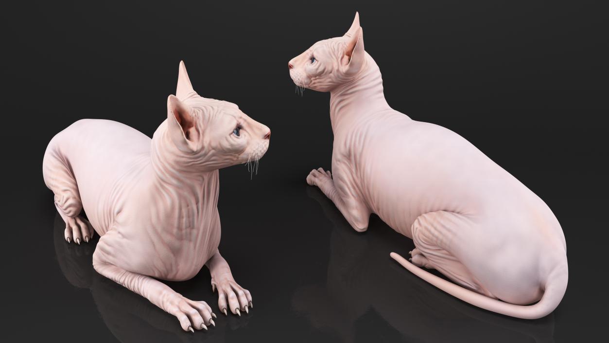 3D Cream White Sphynx Cat Lying Pose model