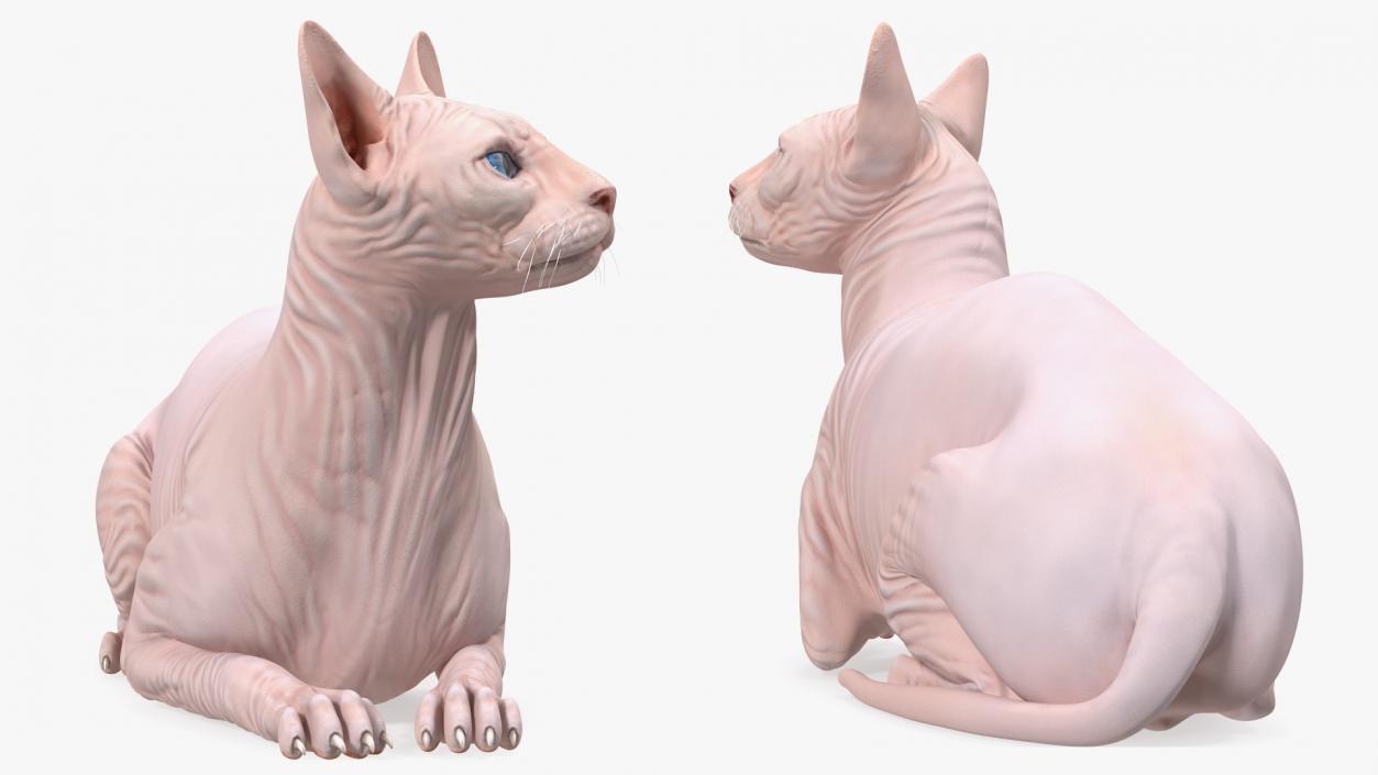 3D Cream White Sphynx Cat Lying Pose model