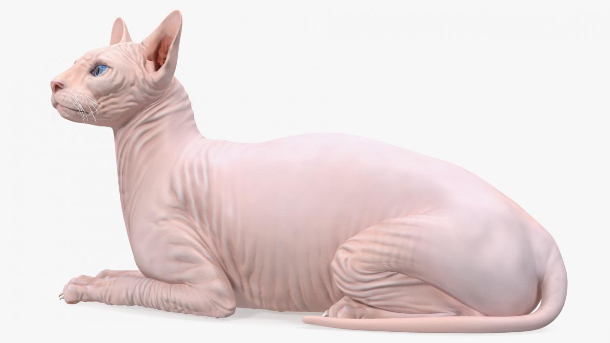 3D Cream White Sphynx Cat Lying Pose model