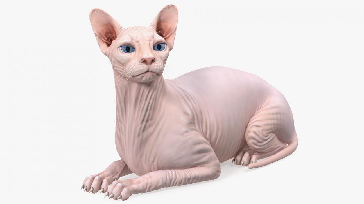 3D Cream White Sphynx Cat Lying Pose model