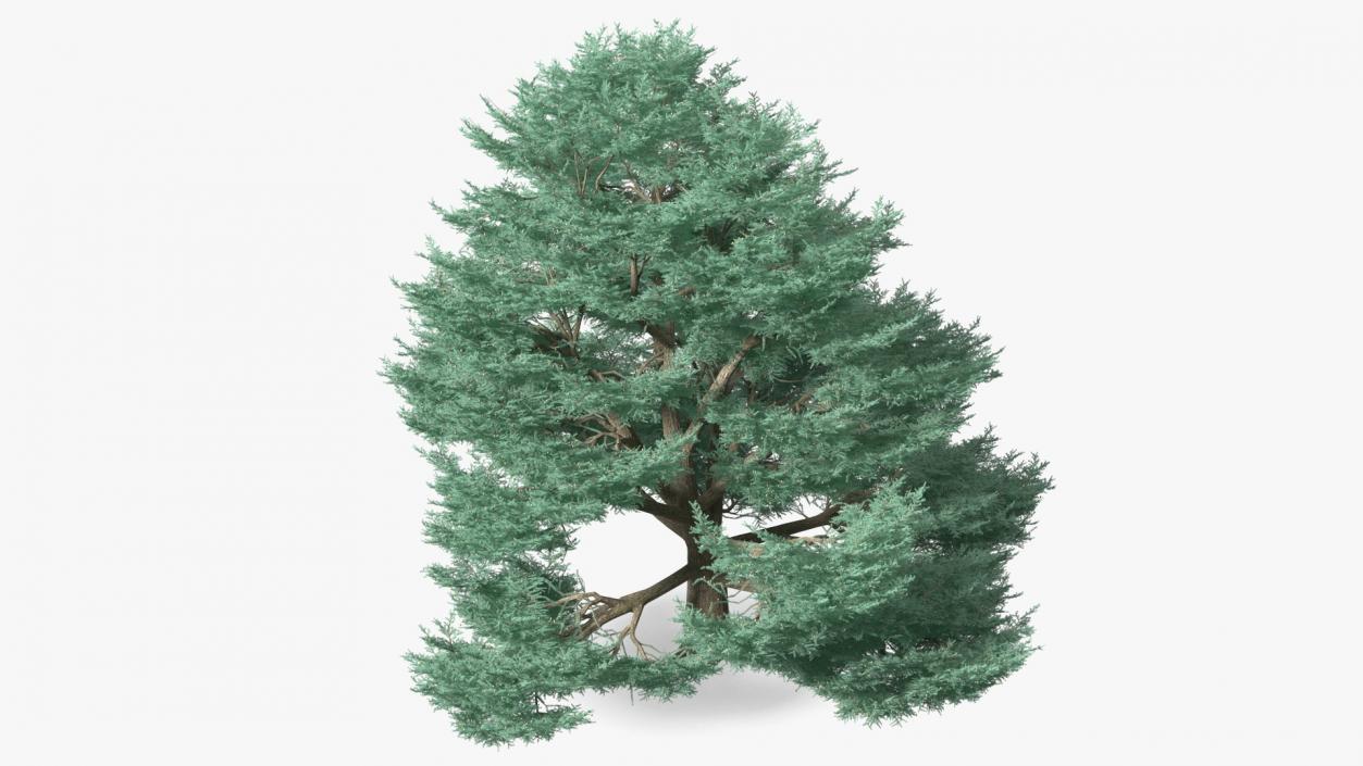 Cedrus Libani Big Blue Tree 3D