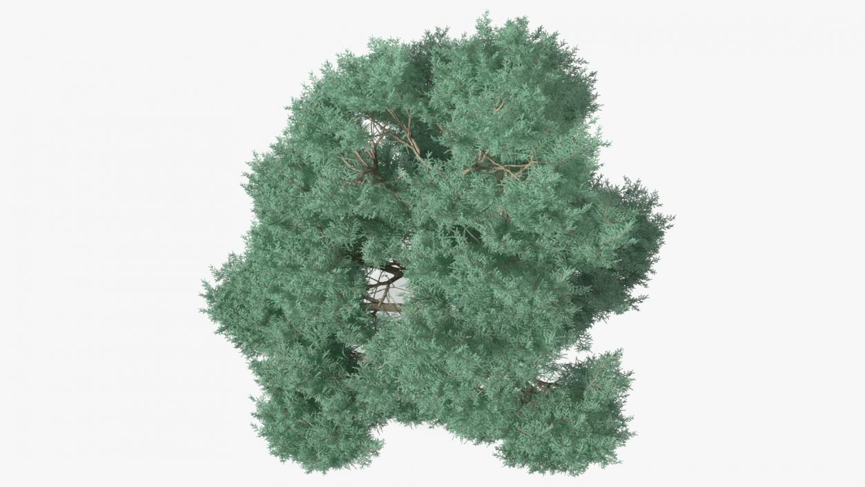 Cedrus Libani Big Blue Tree 3D