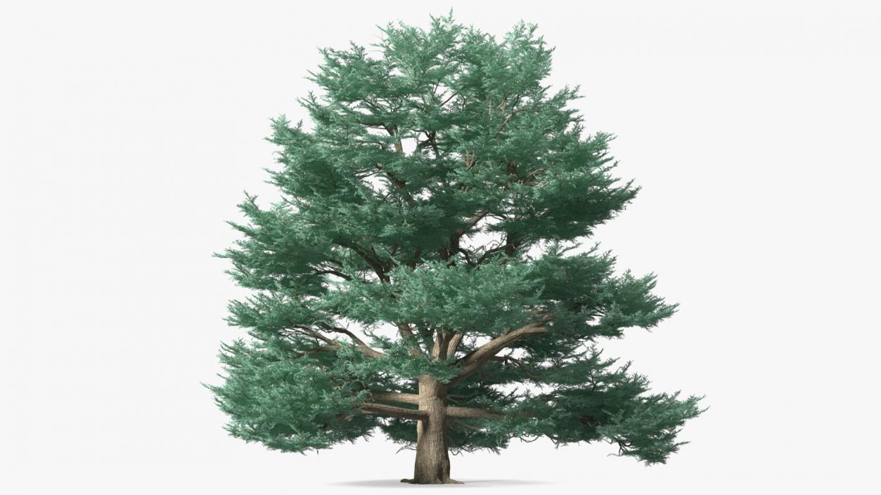 Cedrus Libani Big Blue Tree 3D