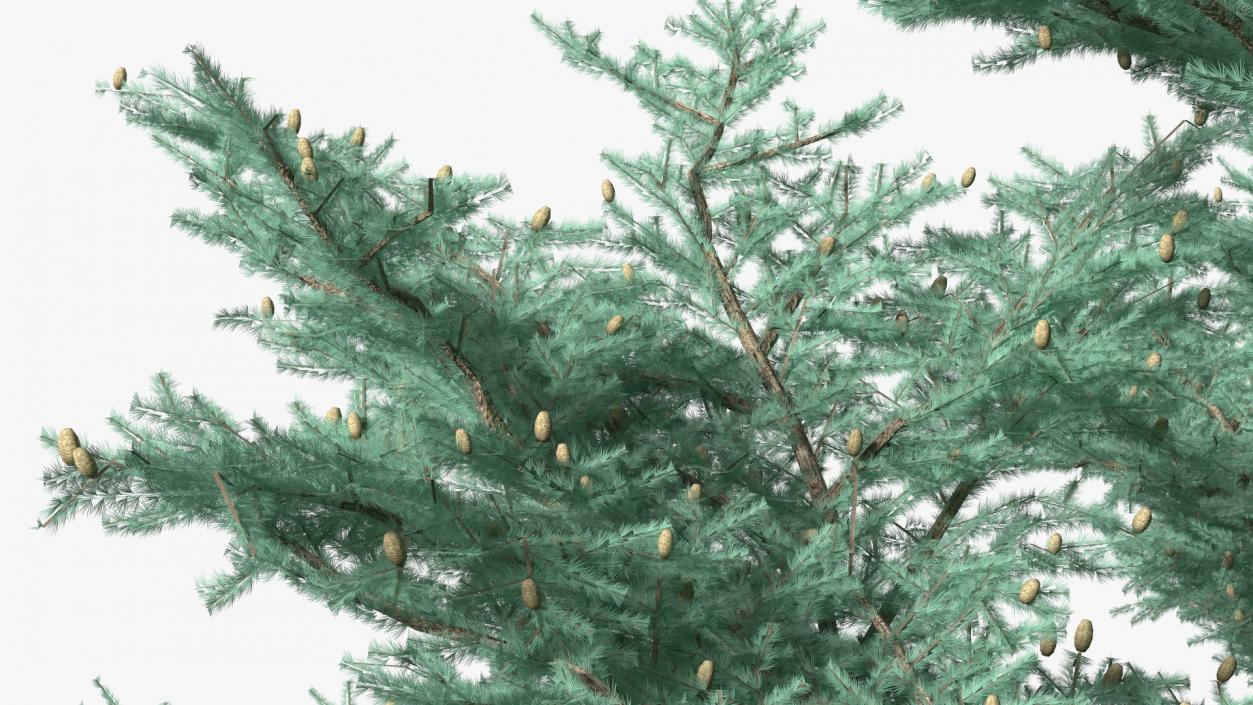 Cedrus Libani Big Blue Tree 3D