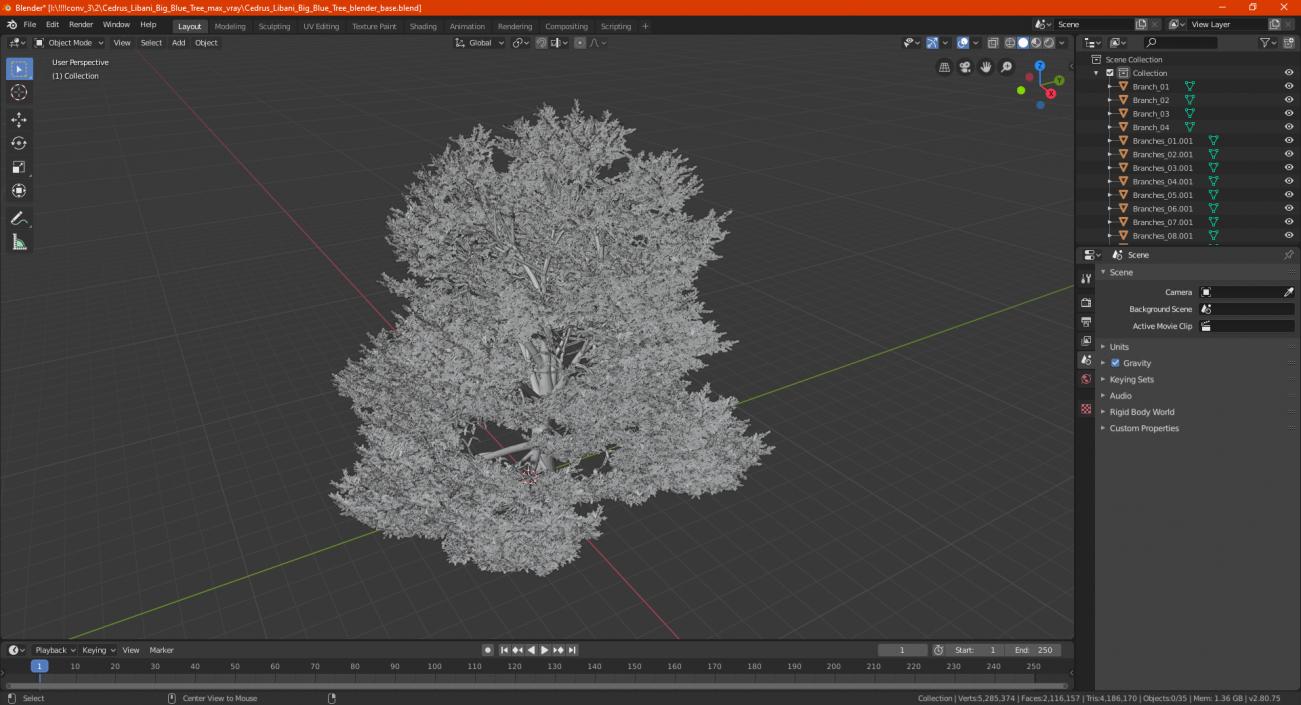 Cedrus Libani Big Blue Tree 3D