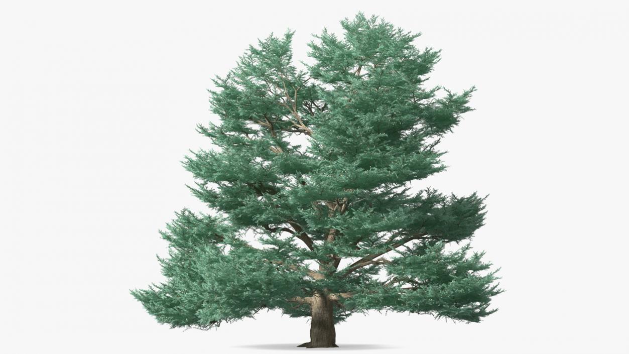 Cedrus Libani Big Blue Tree 3D