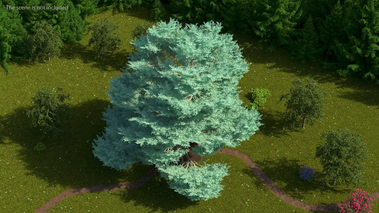 Cedrus Libani Big Blue Tree 3D