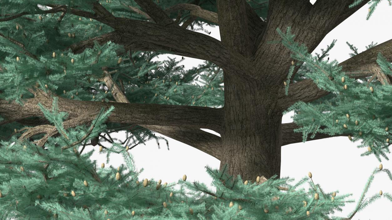 Cedrus Libani Big Blue Tree 3D