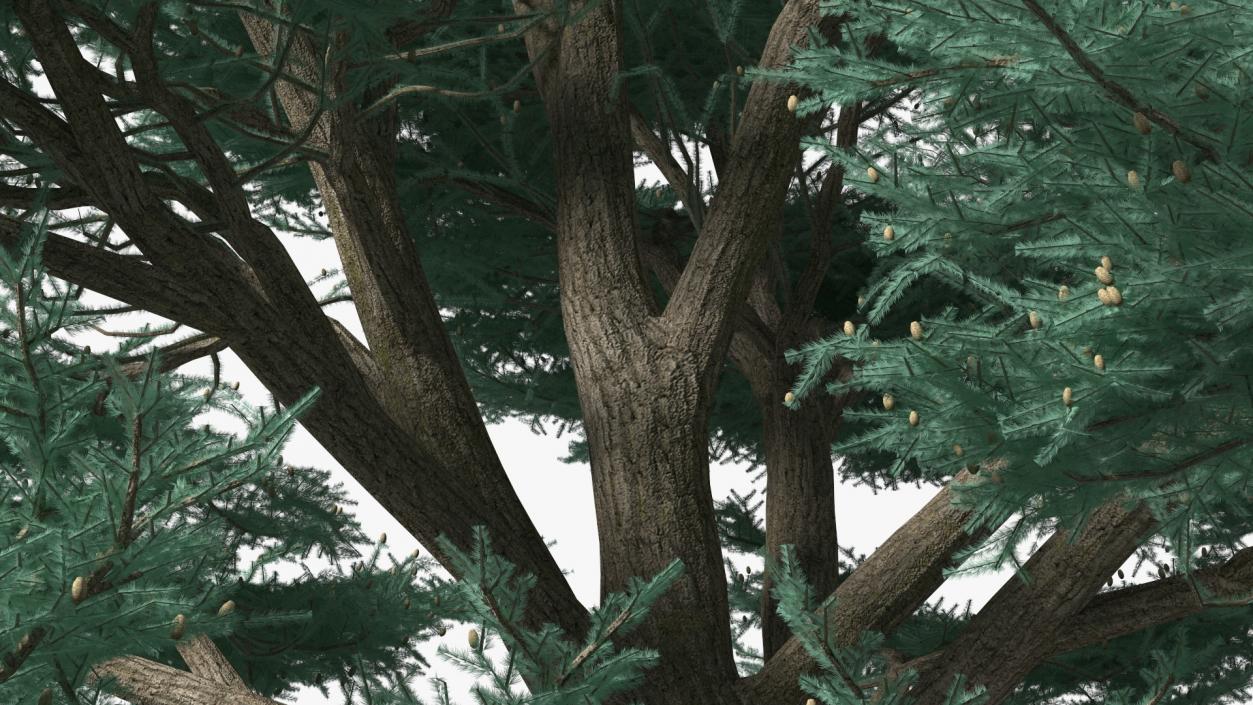 Cedrus Libani Big Blue Tree 3D