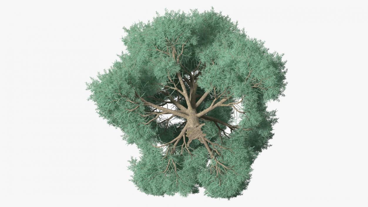 Cedrus Libani Big Blue Tree 3D