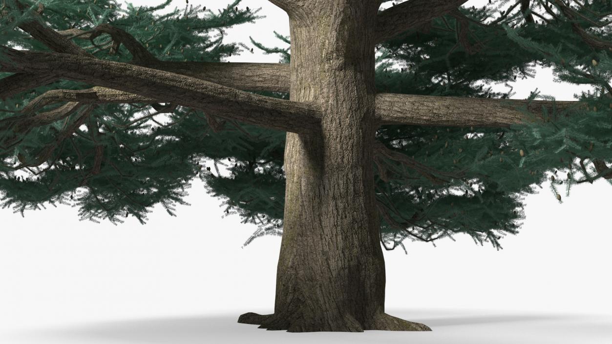 Cedrus Libani Big Blue Tree 3D