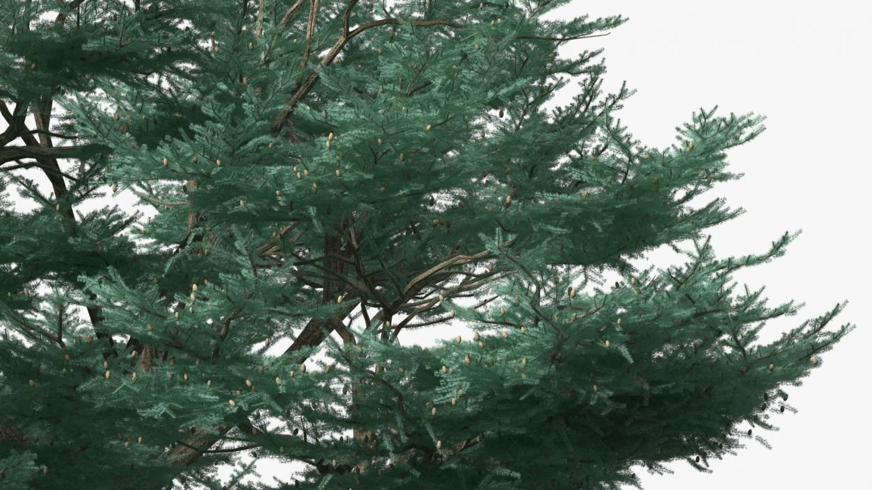 Cedrus Libani Big Blue Tree 3D