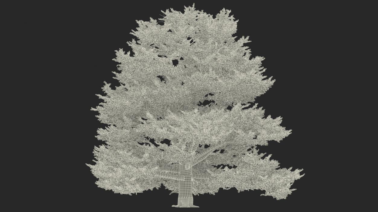 Cedrus Libani Big Blue Tree 3D