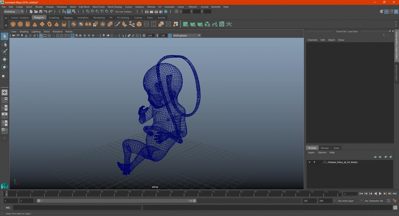 3D Human Fetus at 24 Weeks model