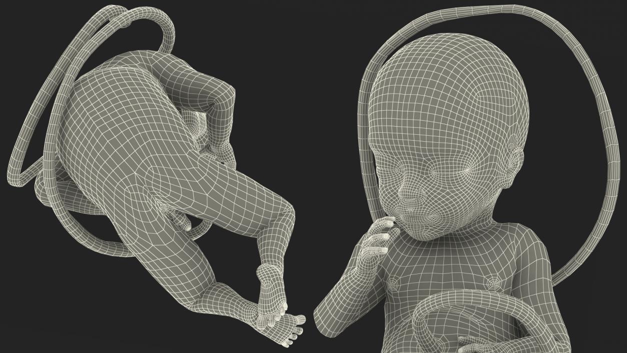 3D Human Fetus at 24 Weeks model