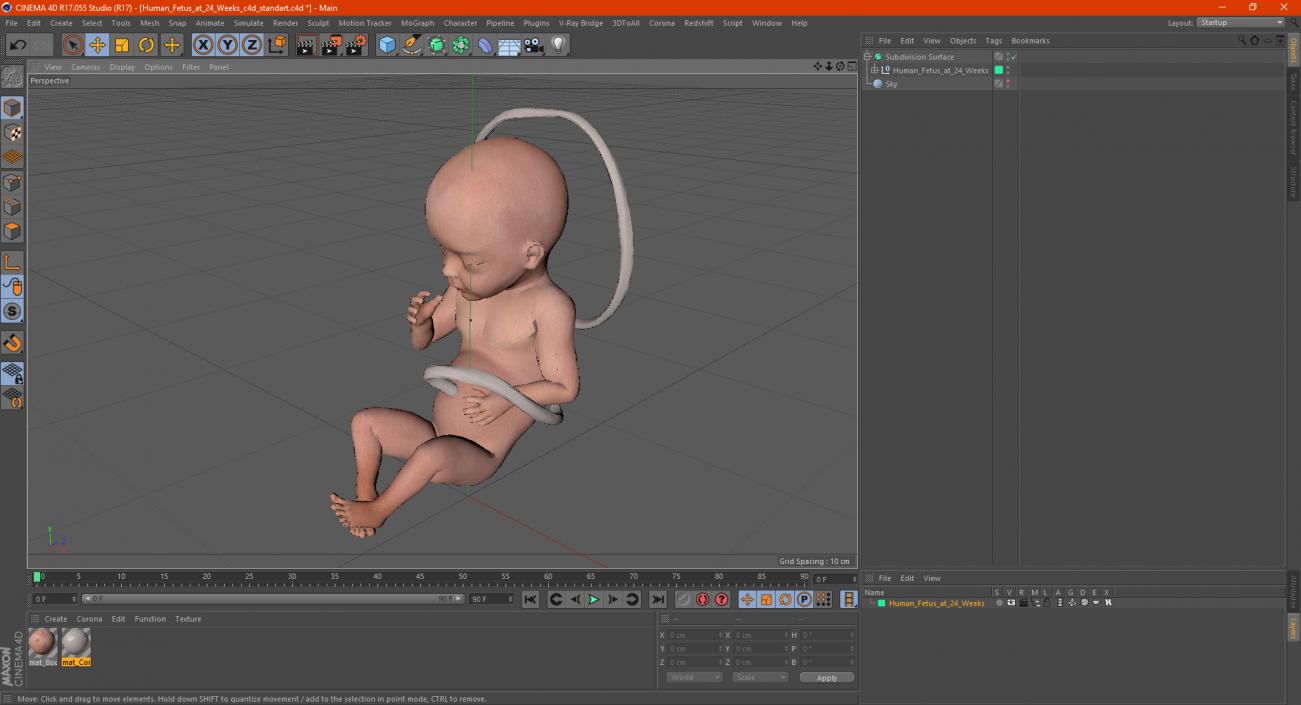 3D Human Fetus at 24 Weeks model