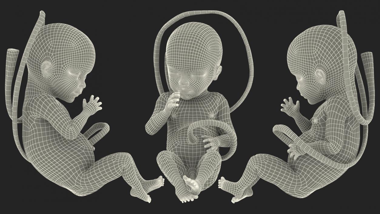 3D Human Fetus at 24 Weeks model