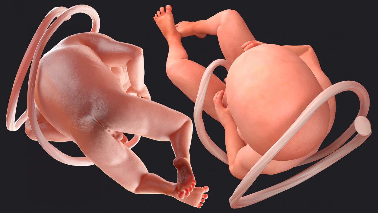 3D Human Fetus at 24 Weeks model