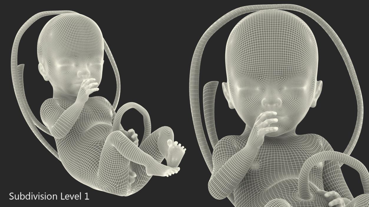 3D Human Fetus at 24 Weeks model