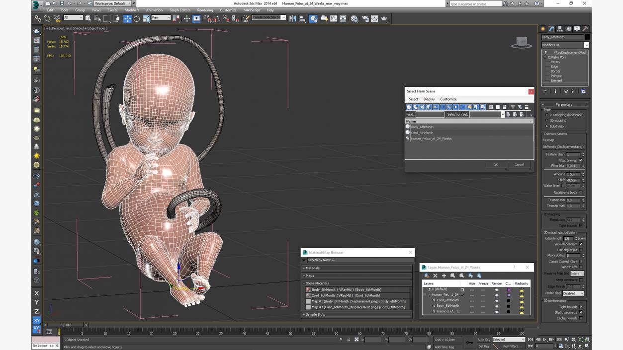 3D Human Fetus at 24 Weeks model