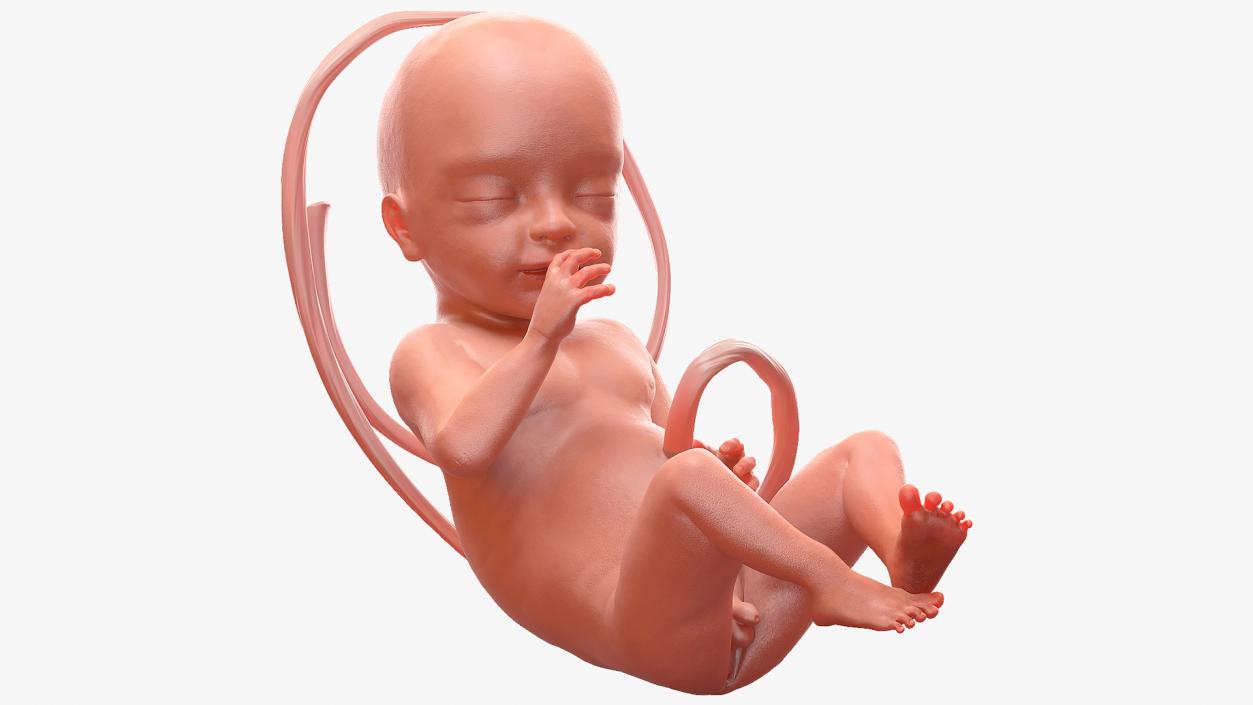 3D Human Fetus at 24 Weeks model