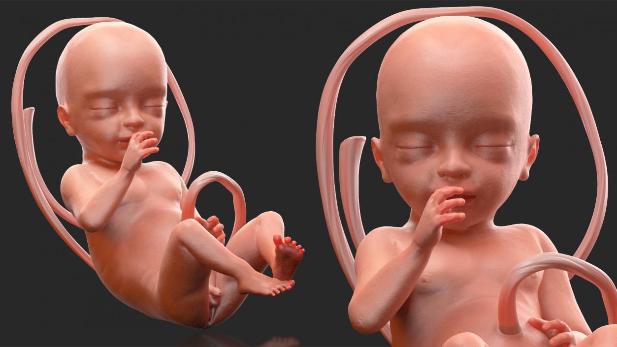 3D Human Fetus at 24 Weeks model