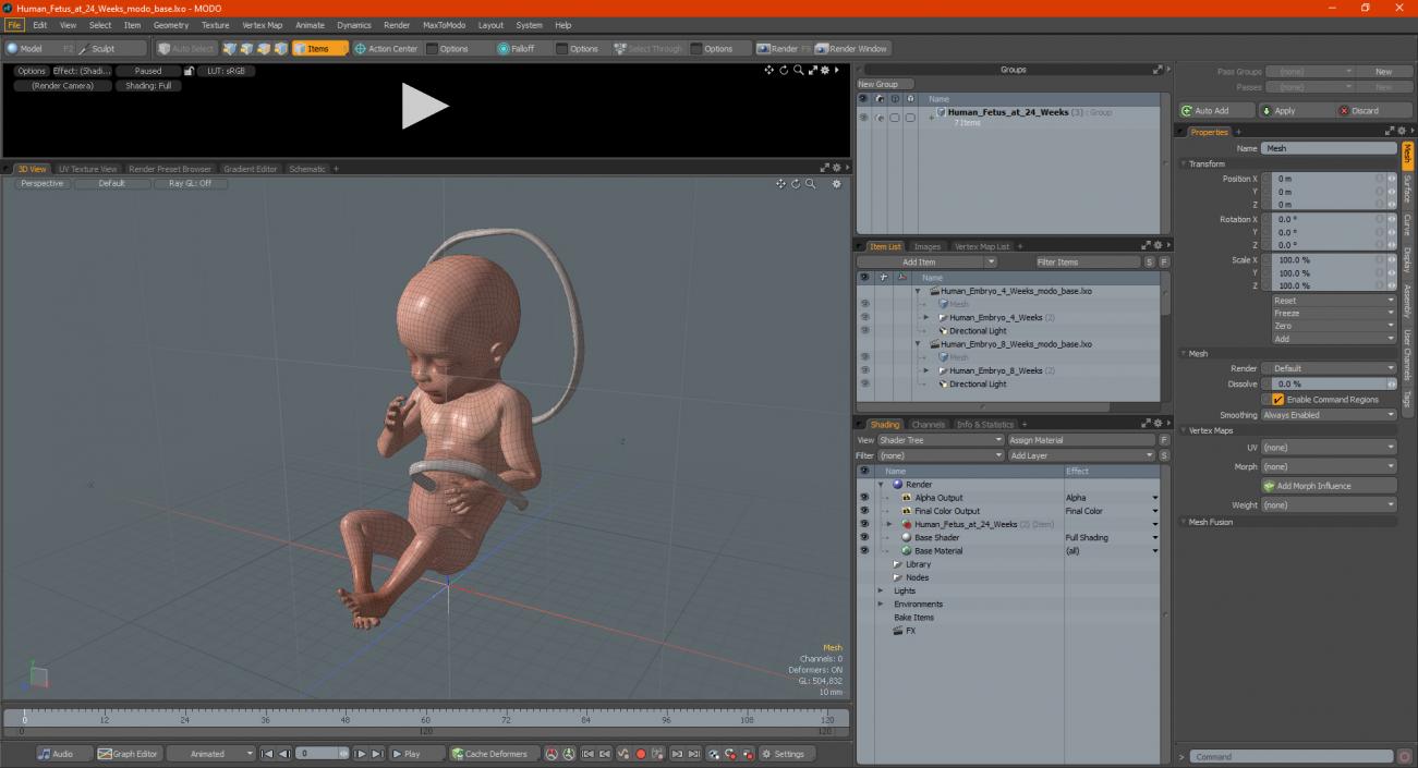 3D Human Fetus at 24 Weeks model