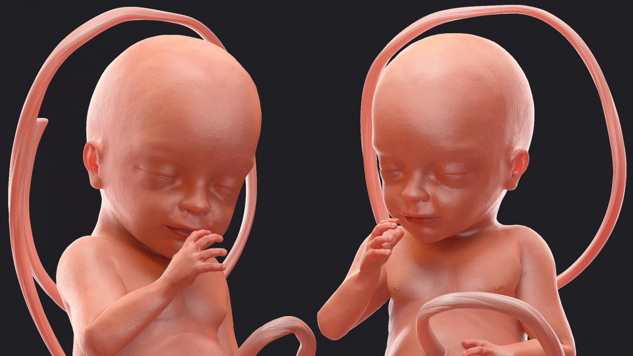 3D Human Fetus at 24 Weeks model