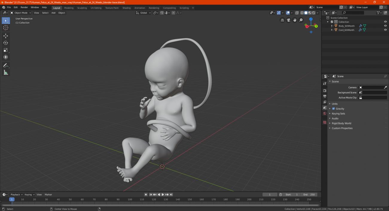 3D Human Fetus at 24 Weeks model