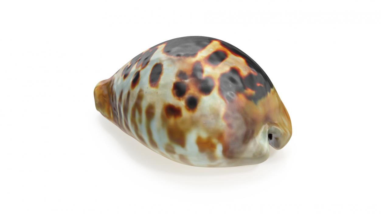 3D Sea Shell Cypraea Mus