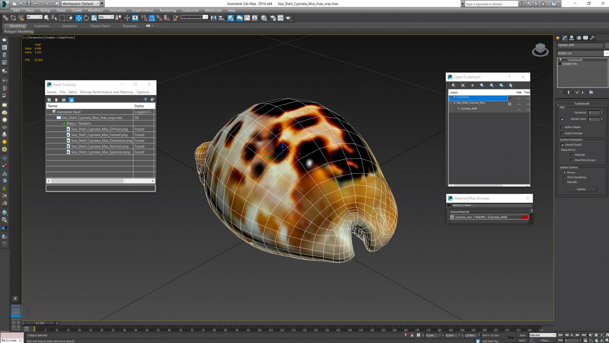 3D Sea Shell Cypraea Mus